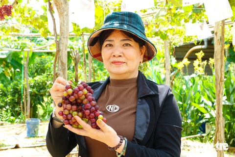 Độc đáo vườn nho trĩu quả ở Phú Quốc, du khách bất ngờ- Ảnh 3. Khách du lịch đến tham quan và tự tay hái mua nho - Ảnh: CHÍ CÔNG