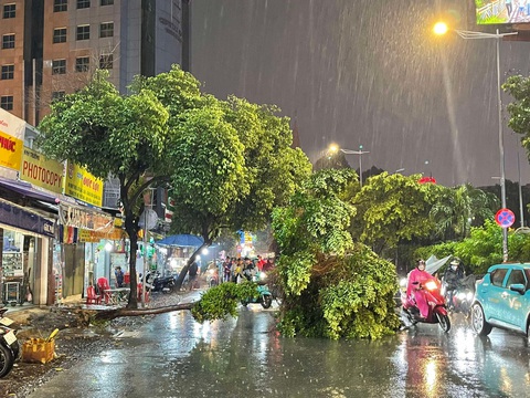 Cây xanh ngã đổ trong mưa tại TP.HCM. Dự báo cao điểm mưa bão tại TP sẽ rơi vào tháng 9-11 - Ảnh: LÊ PHAN Tin tức sáng 2-8: 'Đại gia' thép Pomina bị phạt vì cơ cấu sếp không đúng quy định- Ảnh 4.