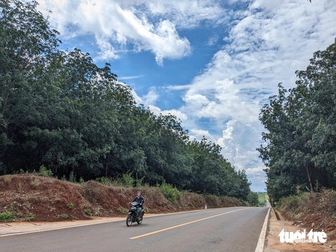 Chuyển hàng ngàn héc ta rừng sang trồng cao su rồi chết yểu- Ảnh 2. Chuyển hàng ngàn héc ta rừng sang trồng cao su rồi chết yểu- Ảnh 2.