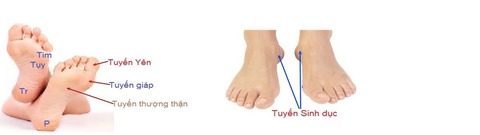 5 phút xoa bóp bàn chân để giảm đau và mệt mỏi- Ảnh 3. 5 phút xoa tuyến yên, tuyến giáp, tuyến thượng thận và sinh dục để giải phóng đau và mệt mỏi