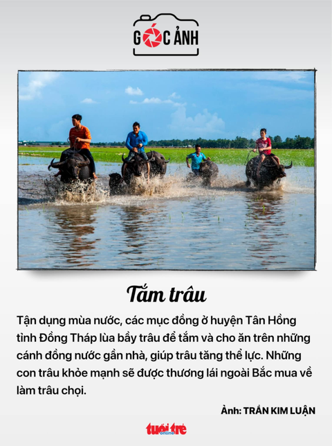 Tin tức sáng 1-8: Mùa Vu lan đi cáp treo núi Bà Đen được giảm 50% vào buổi tối- Ảnh 9. Tắm trâu - Ảnh: TRẦN KIM LUẬN