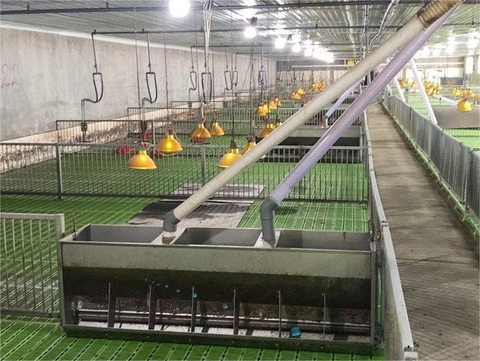 Trang trại gây ô nhiễm khu dân cư, 26.000 con heo phải di dời- Ảnh 1. Một góc trang trại chăn nuôi heo của Công ty cổ phần đầu tư nông nghiệp Agri-Vina ở xã Tân Phúc, huyện Lang Chánh (Thanh Hóa) - Ảnh: CTV
