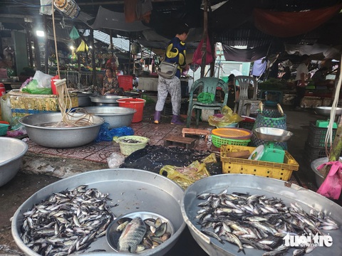 Mực nước đầu nguồn Đồng bằng sông Cửu Long tăng nhẹ, sản vật mùa nước nổi bắt đầu về chợ- Ảnh 2. Cá chốt, cá rô non đã xuất hiện tại các chợ ven biên giới - Ảnh: BỬU ĐẤU