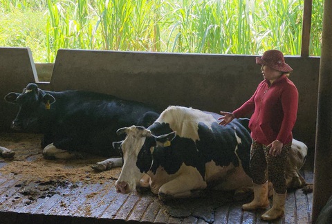 Bò sữa chết bất thường sau tiêm vắc xin: Bò vẫn tiếp tục chết, lập phác đồ điều trị chuẩn- Ảnh 3. Đàn bò sữa giá trị cao tại Lâm Đồng vẫn tiếp tục nhiễm bệnh và chết - Ảnh: M.V