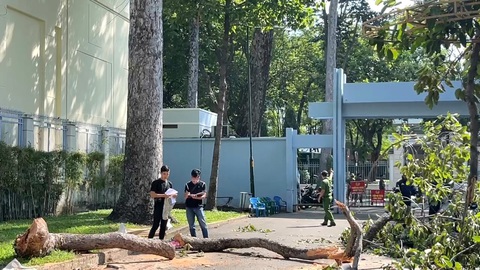 Ngoài 'siêu âm', flycam, còn cách nào phát hiện cây xanh bị mục bên trong?- Ảnh 1. Nhánh cây bị gãy rơi từ độ cao khoảng 25m, chu vi nhánh khoảng 1,2m, dài khoảng 10m - Ảnh: A.X.