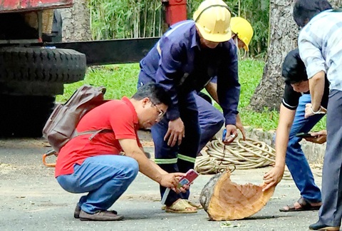 Cây gãy ở Tao Đàn: 'Siêu âm' cây xanh có ngăn được tai nạn đáng tiếc?- Ảnh 1. Cây gãy ở Tao Đàn: 'Siêu âm' cây xanh có ngăn được tai nạn đáng tiếc?- Ảnh 1.