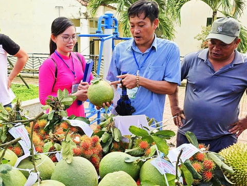 Ban giám khảo chấm điểm cho những cặp bưởi siêu to - Ảnh: TRẦN HOÀI Ban giám khảo chấm điểm cho những cặp bưởi - Ảnh: TRẦN HOÀI