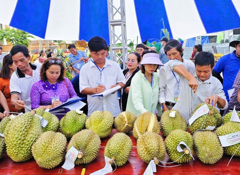 Những trái sầu riêng siêu to tham gia thi tại lễ hội - Ảnh: TRẦN HOÀI Những trái sầu riêng siêu to tham gia thi tại lễ hội - Ảnh: TRẦN HOÀI