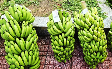 Chuối rẻ tiền nhưng ngon miệng, nhiều lợi ích sức khỏe - Ảnh 1. Chuối rẻ tiền nhưng ngon miệng, nhiều lợi ích sức khỏe - Ảnh 1.
