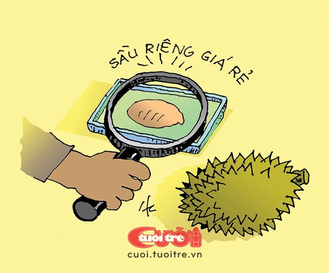 Vui buồn mùa sầu riêng- Ảnh 1. Sầu riêng giá rẻ: Tiền nào của đó! - Tranh biếm họa của Hà Huy Chương