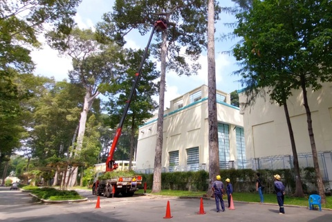 Sau vụ gãy nhánh cây 2 người chết: Công ty cây xanh đề xuất lập tổ chuyên gia dùng flycam kiểm tra- Ảnh 1. Nhân viên Công ty TNHH MTV Công viên cây xanh TP.HCM kiểm tra cây sau sự cố cây tét nhánh gây chết người ở công viên Tao Đàn - Ảnh: ĐÌNH KHẢI