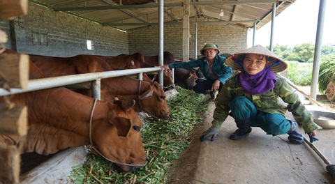 Nông dân nhận vốn tiếp sức lúc kiệt quệ- Ảnh 1. Đàn bò của gia đình anh Bùi Duy Quyền, chị Bùi Thị Hiếu gây dựng từ nguồn vốn của chương trình - Ảnh: Vũ Tuấn
