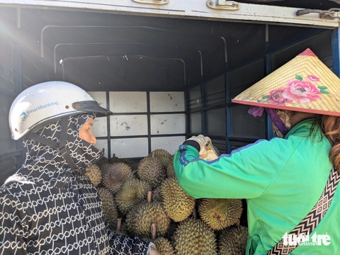 Sầu riêng sượng múi vì mưa kéo dài, giá rớt còn 20.000 - 30.000 đồng/kg- Ảnh 4. Bà Phạm Thị Xuân Hương (trái) chở xe sầu riêng tới vựa trên quốc lộ 14, tỉnh Kon Tum, nhờ mua giúp - Ảnh: TẤN LỰC