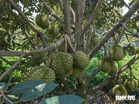 Sầu riêng sượng múi vì mưa kéo dài, giá rớt còn 20.000 - 30.000 đồng/kg- Ảnh 3. Mùa thu hoạch năm nay nhiều vườn sầu riêng tại Tây Nguyên bị sượng trái do gặp mưa dài ngày - Ảnh: TẤN LỰC