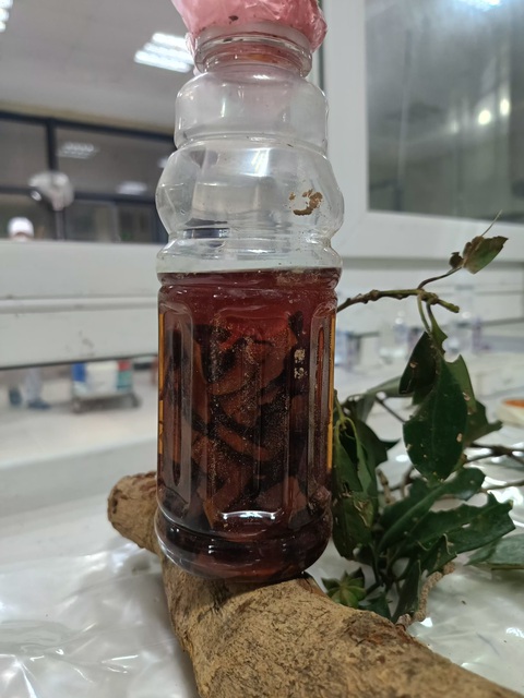 Rượu, rễ cây hồi hai bệnh nhân đã sử dụng để uống - Ảnh: Bệnh viện cung cấp Rượu, rễ cây hồi hai bệnh nhân đã uống - Ảnh: Bệnh viện cung cấp