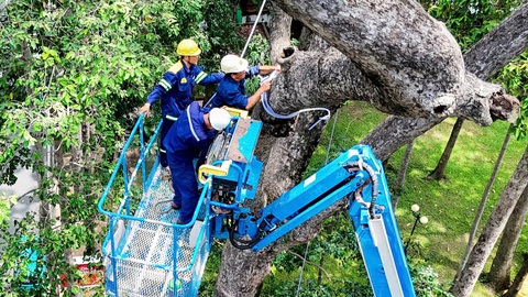 TP.HCM tổng 'khám sức khỏe' cây lâu năm- Ảnh 1. TP.HCM tổng 'khám sức khỏe' cây lâu năm- Ảnh 1.