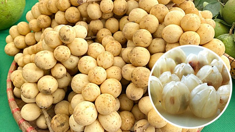 Chuyện bên những dòng sông xứ Quảng - Kỳ 1: Trái quý Nam trân ở thượng nguồn Vu Gia- Ảnh 1. Chuyện bên những dòng sông xứ Quảng - Kỳ 1: Trái quý Nam trân ở thượng nguồn Vu Gia- Ảnh 1.