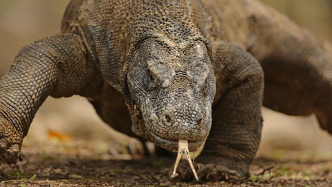 Những 'ông trùm' nọc độc trong giới động vật, nếu gặp nhớ tránh xa- Ảnh 7. Rồng Komodo sử dụng nọc độc được tiết ra từ các tuyến ở hàm dưới để hạ gục con mồi - Ảnh: Getty