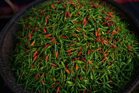 Tổ chức lễ hội để tôn vinh trái ớt A Riêu... bé như đầu đũa- Ảnh 3. Tổ chức lễ hội để tôn vinh trái ớt A Riêu... bé như đầu đũa- Ảnh 3.