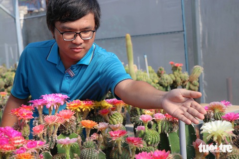 Mê mẩn vườn xương rồng lai gần 300 màu sắc của chàng trai 9X- Ảnh 1. Anh Trung giới thiệu các loại xương rồng đa màu sắc trong vườn - Ảnh: DUY NGỌC