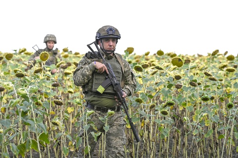 Binh sĩ Ukraine đi giữa những bông hoa hướng dương đến vị trí của họ bên ngoài thành phố Pokrovsk, khu vực Donetsk, đông Ukraine vào hôm 13-8 - Ảnh: Reuters Tấn công Kursk, Ukraine liệu có thành công khôi phục hòa bình?- Ảnh 1.
