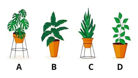 Quiz: Loại cây yêu thích bộc lộ con người bí ẩn của bạn- Ảnh 1. Quiz: Loại cây yêu thích bộc lộ con người bí ẩn của bạn- Ảnh 1.