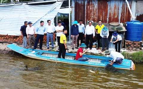Trao chứng nhận cấp quốc tế cho tôm ở Cà Mau- Ảnh 1. Một hộ dân sản xuất theo quy trình nên sản lượng tôm tăng lên, không lo đầu ra sản phẩm - Ảnh: THANH HUYỀN