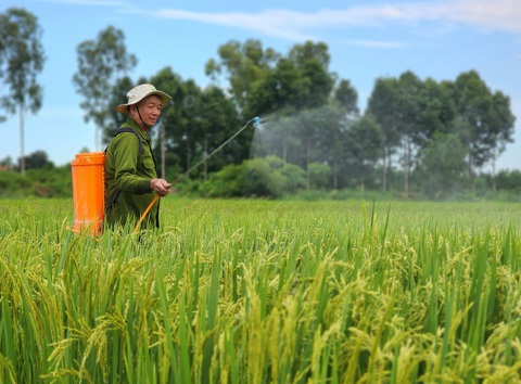 Ông Ba Tri mê trồng lúa sạch - Ảnh 1. Ông Ba Tri mê trồng lúa sạch - Ảnh 1.