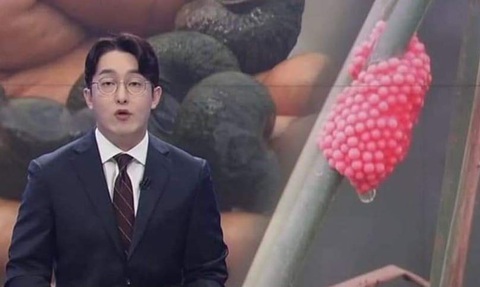 Một tỉnh ở Hàn Quốc huy động người dân vào cuộc diệt ốc bươu vàng- Ảnh 1. Ốc bươu vàng sinh trưởng quá nhanh khiến gây hại ruộng lúa ở Hàn Quốc