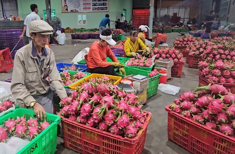 Châu Âu có thể cấm nhập khẩu một số nông thủy sản từ Việt Nam- Ảnh 1. Thanh long là một trong số các mặt hàng bị nhận những cảnh báo từ EU - Ảnh: N.TRÍ