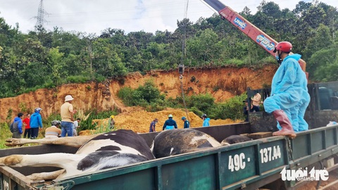 Vụ bò sữa chết sau tiêm vắc xin: Đơn vị sản xuất, cung ứng văc xin phải bồi thường cho dân- Ảnh 1. Vụ bò sữa chết sau tiêm vắc xin: Đơn vị sản xuất, cung ứng vắc xin phải bồi thường cho dân - Ảnh 1.