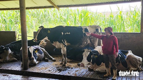 Vụ bò sữa chết vì tiêm vắc xin: Tổ giám định bồi thường có lãnh đạo Navetco- Ảnh 1. Vụ bò sữa chết sau tiêm vắc xin: Tổ giám định bồi thường có lãnh đạo công ty sản xuất vắc xin - Ảnh 1.
