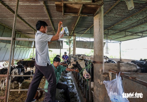 Vụ bò sữa chết sau tiêm vắc xin: Cận cảnh chạy chữa cứu đàn bò sữa gầy trơ xương- Ảnh 6. Vụ bò sữa chết sau tiêm vắc xin: Cận cảnh chạy chữa cứu đàn bò sữa gầy trơ xương - Ảnh 6.