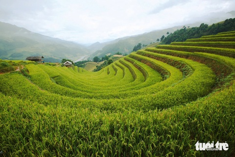 5 điểm ngắm lúa chín cho tín đồ phượt dịp lễ 2-9 - Ảnh 1. 5 điểm ngắm lúa chín cho tín đồ phượt dịp lễ 2-9 - Ảnh 1.