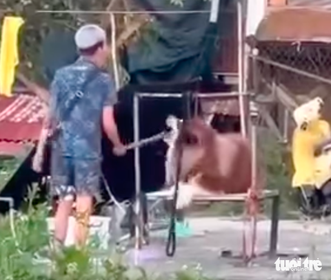 Công an tìm người đánh chó ở Đà Lạt gây xôn xao để xử lý- Ảnh 1. Công an tìm người đánh chó gây xôn xao để xử lý - Ảnh 1.