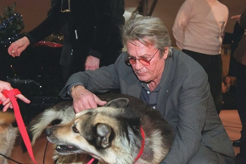 Tranh cãi chuyện Alain Delon muốn tiêm thuốc an tử và chôn cất chó cưng theo cùng- Ảnh 1. Tranh cãi chuyện Alain Delon muốn tiêm thuốc an tử và chôn cất chó cưng theo cùng- Ảnh 1.