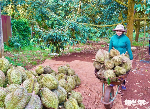 Ngành sầu riêng gặp khó: Do trời hay do người? - Ảnh 1. Thương lái bỏ cọc sầu riêng: Do trời hay do người? - Ảnh 1.