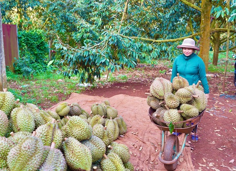 Hiệp hội Rau quả thông tin khẩn cấp, phản đối mạnh mẽ giả mạo mã số vùng trồng sầu riêng - Ảnh 1. Hiệp hội Rau quả thông tin khẩn cấp, phản đối mạnh mẽ giả mạo mã số vùng trồng sầu riêng - Ảnh 1.