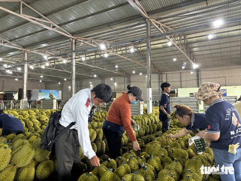 Doanh nghiệp sầu riêng Đắk Lắk 'dán nhầm' mã đóng gói ở TP.HCM để... xuất khẩu- Ảnh 4. Kiểm tra kho hàng của Công ty Dũng Thái Sơn ở huyện Krông Pắk, Đắk Lắk - Ảnh: C.N.