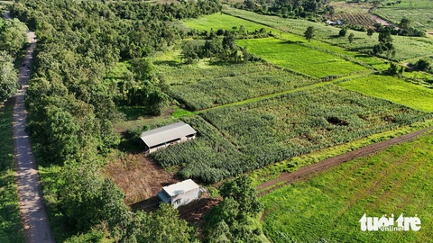 Dự án nuôi bò kém hiệu quả, để mất rừng khó thu hồi - Ảnh 3. Dự án nuôi bò kém hiệu quả, để mất rừng khó thu hồi - Ảnh 2.