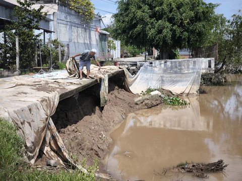 Mưa nhiều kết hợp triều cường, Bến Tre liên tiếp xảy ra sạt lở bờ sông - Ảnh 1.