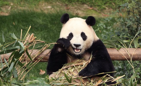Gấu trúc Fu Bao tại Hàn Quốc hồi tháng 3 - Ảnh: REUTERS Mạng xã hội Trung Quốc kêu gọi chính phủ chấm dứt 'ngoại giao gấu trúc'- Ảnh 1.