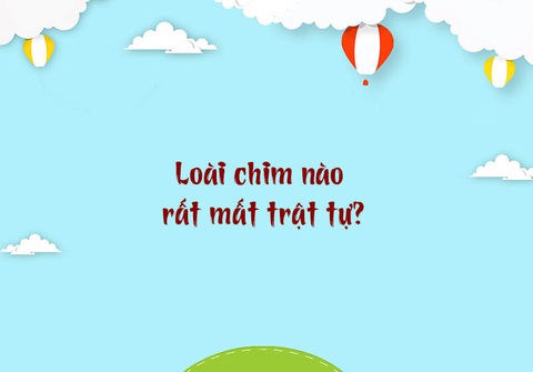 Loài chim nào rất mất trật tự?- Ảnh 1. Loài chim nào rất mất trật tự?- Ảnh 1.