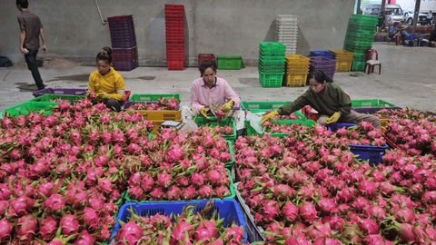 Bình Thuận, Ninh Thuận hứa tăng chất lượng thanh long, nho, táo... bán vào TP.HCM- Ảnh 1. Bình Thuận, Ninh Thuận hứa tăng chất lượng thanh long, nho, táo... bán vào TP.HCM- Ảnh 1.