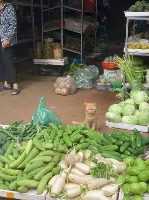 Ảnh vui 6-8: Sáng ăn ổ bánh mì lại nghẹn... ngang- Ảnh 2. Mấy đứa mèo Tây đâu biết cảnh này
