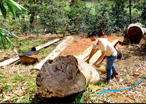 Xin giao rừng làm dự án rồi để mất rừng- Ảnh 2. Cây rừng bị chặt hạ tại một dự án giao rừng cho doanh nghiệp ở huyện Kon Plông, Kon Tum - Ảnh: L.T