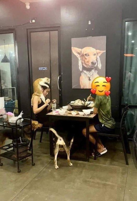 Ảnh vui 7-8: 'Anh chở Sa Pa của tôi đi đâu thế?'- Ảnh 2. Quán ăn có nhiều nhân viên lắm lông