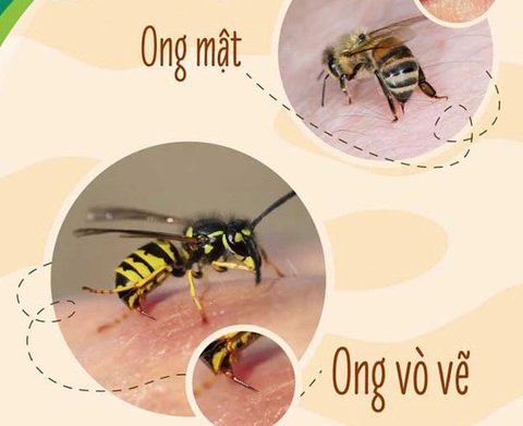 Ong bao gồm hai họ chính là họ ong vò vẽ và họ ong mật - Ảnh: Bệnh viện cung cấp Tại sao ong vò vẽ đốt có thể gây nguy hiểm đến tính mạng?- Ảnh 2.