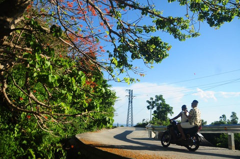 Đến Cù Lao Chàm mùa này, hoa ngô đồng đỏ nở rợp Bãi Làng, Bãi Xếp, Bãi Hương- Ảnh 3. Đến Cù Lao Chàm mùa này, hoa ngô đồng đỏ nở rợp Bãi Làng, Bãi Xếp, Bãi Hương- Ảnh 3.