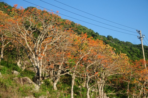 Đến Cù Lao Chàm mùa này, hoa ngô đồng đỏ nở rợp Bãi Làng, Bãi Xếp, Bãi Hương- Ảnh 6. Đến Cù Lao Chàm mùa này, hoa ngô đồng đỏ nở rợp Bãi Làng, Bãi Xếp, Bãi Hương- Ảnh 6.